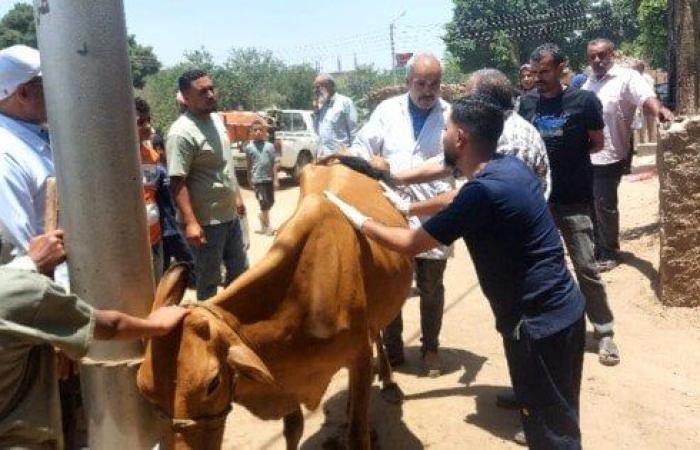 جامعة المنيا تطلق قافلة بيطرية شاملة لحماية وتنمية الثروة الحيوانية بقرية الرحمانية