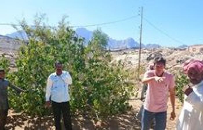 القطاع الزراعي يواصل الإرشاد والتوعية لمزارعي الوديان بجنوب سيناء استعدادًا لزراعة النباتات الطبية والعطرية