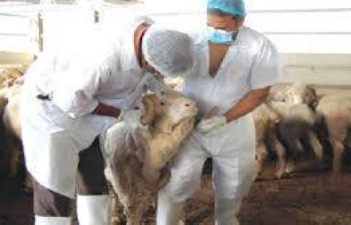غضب الأطباء البياطرة من تمرير مشروع مراجعة القانون المنظم للهيئة