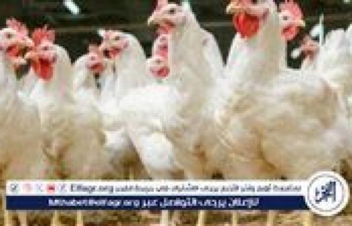 أسعار الفراخ البيضاء اليوم الأحد 11-5-2025 في الدقهلية