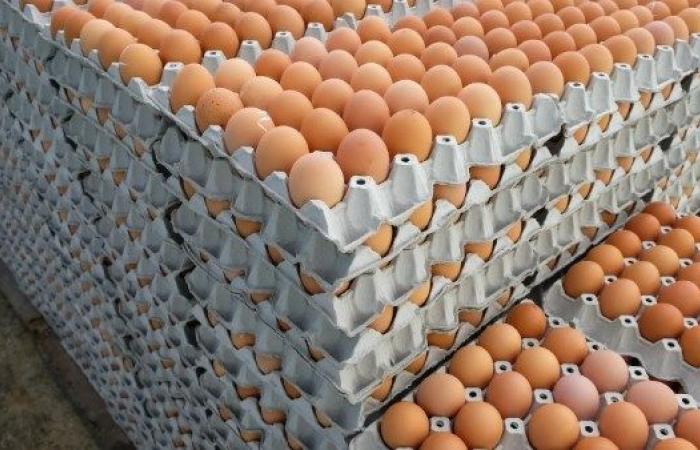 وزير الزراعة: 100 مليار جنيه حجم الاستثمار في صناعة الدواجن