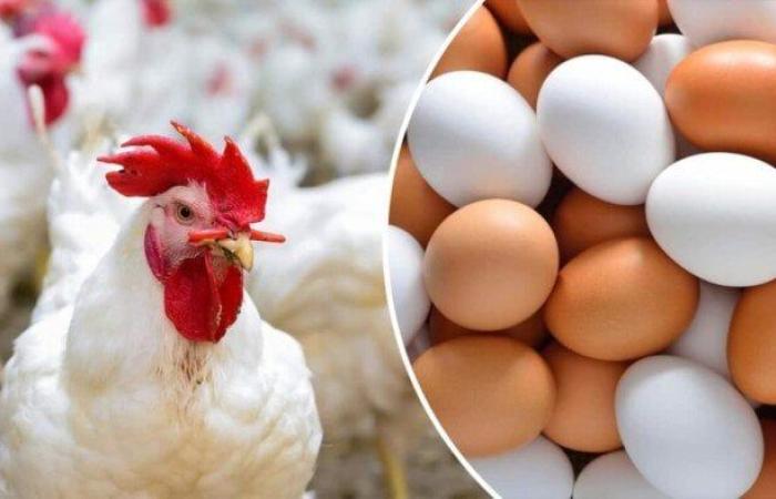 الفراخ البيضاء بكام؟.. أسعار الدواجن والبيض اليوم الأربعاء 21 مايو 2025