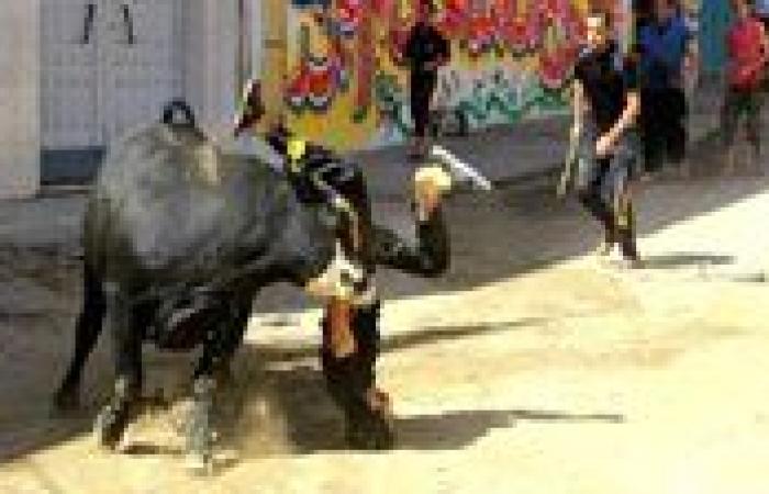 تحذير من الإفتاء بشأن فيديوهات هروب الأضاحي