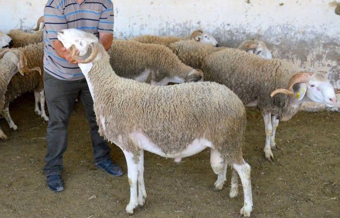اجتماع بالرباط حول إعادة تكوين القطيع