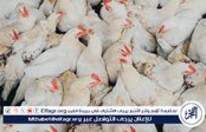 انخفض سعرها...أسعار الفراخ البيضاء اليوم الثلاثاء 24-6-2025 في الدقهلية