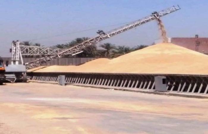 توريد القمح يفوق المستهدف بـ113%.. قفزة نوعية نحو الأمن الغذائي بأسوان