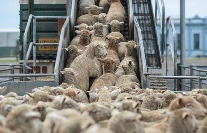 التهمت الملايير.. فرق الأغلبية تعيد "دعم المواشي واللحوم" إلى الواجهة من جديد