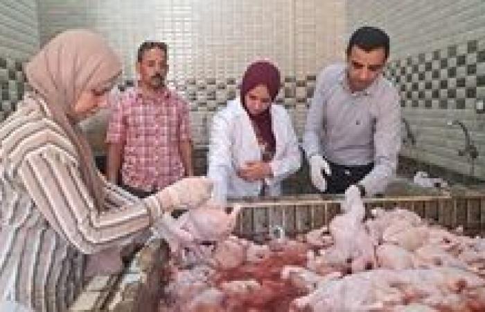 ضبط أكثر من 3 طن دواجن غير صالحة للاستهلاك الآدمي