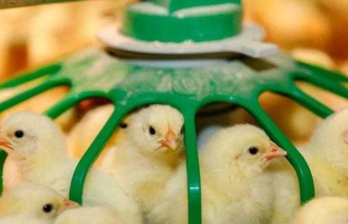 هبوط في سعر الكتكوت الأبيض اليوم الأربعاء بالمزرعة.. وصل لكام