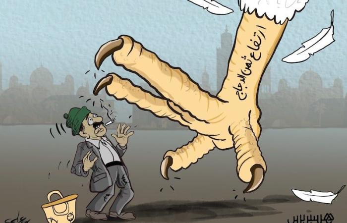الدجاج يفترس الفقراء