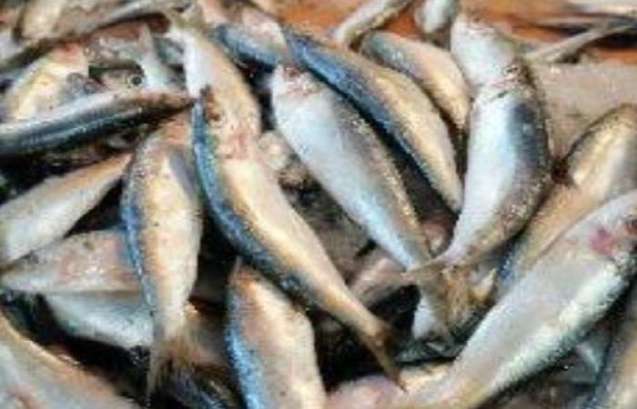 قبل تداولها بالأسواق.. ضبط نصف طن أسماك غير صالحة للاستهلاك الآدمي بالبحيرة