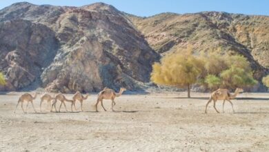 فوز قريتى غرب سهيل بأسوان وأبو غصون بالبحر الأحمر ضمن أفضل القرى الريفية السياحية